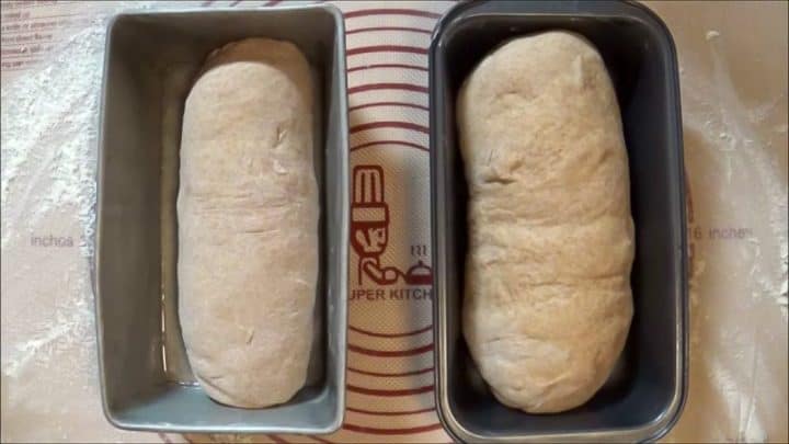Honey wheat bread dough in loaf pans