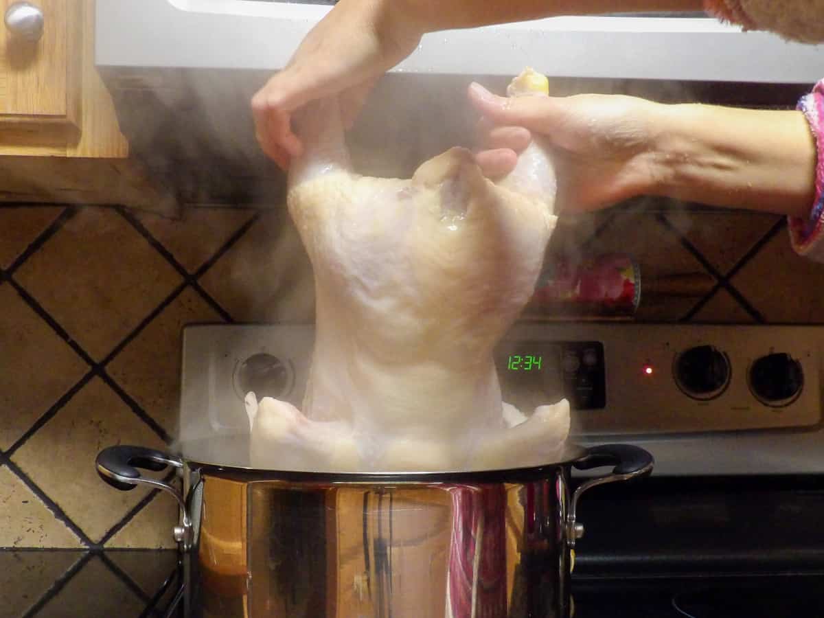 Boiling a whole chicken in a large stock pot of boiling water.